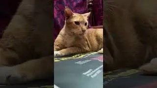#fahadhfaasil