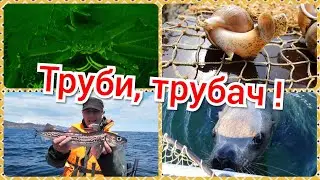 Sea fishing on Kamchatka