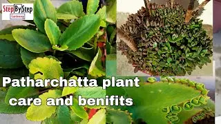 Patharchatta plaant care and health benifits//Bryophyllum plant care
