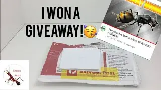 I won a queen ant giveaway!