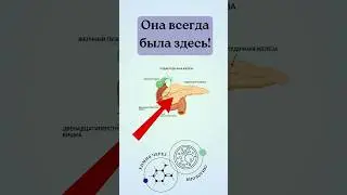 ПОДЖЕЛУДОЧНАЯ ЖЕЛЕЗА #биологияегэ #анатомиячеловека #биология #репетиторегэ