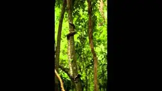 Boa constrictor