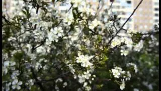 К Выпускному-2015 (Маленькая страна)