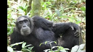 Life in the wilderness with chimpanzee episode 1