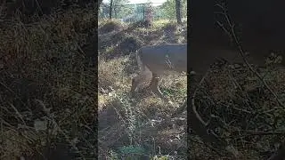 Trail Cam Footage: Bucks Chasing Does!