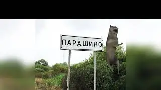 Волк ихвилинт флексит в разных городах 2 часть #2024 #meme #мем #мемныекоты #ихвильнихт