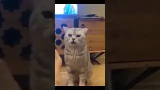 Я РЖАЛ ЦЕЛЫЙ ЧАС / СМЕШНЫЕ ЖЫВОТНЫЕ /  ТЕСТ НА ПСИХИКУ #mrxalik #cat #КОШКА # СМЕХ