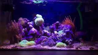 My 60cm reef tank 6 October 2017