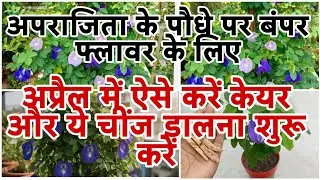 For bumper flowers on the Aparajita plant, take care of it like this in April and start adding th...