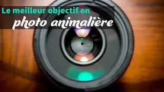 Comment choisir des objectifs adaptés à la photographie animalière ?