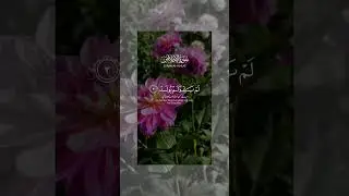 قل ھو اللہ احد Quran For Happiness