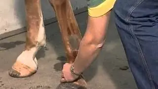 General Information about Intra-Articular Joint Injections