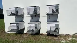 Enseñando mis cajones de robo automáticos con sensores eléctricos y los pichones de la próxima temp