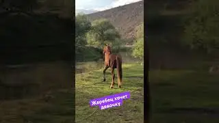 Жеребец хочет девочку