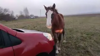 жеребчик не даёт проехать