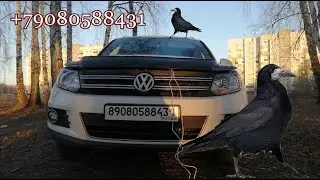 Как крякают 
