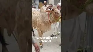 Eid ul adha qurbani day plz subscribe my channel