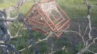 Captura de corbatita