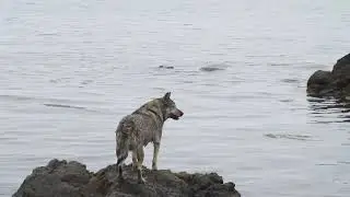 Прогулка с собаками по берегу моря 2022 г.