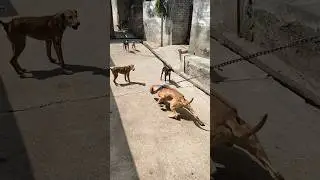 One APBT vs 6 desi dog fight||pittbull fight|| 