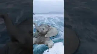 Когда слонята начинают ходить?
