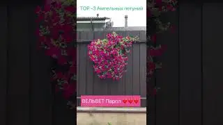 Топ-3 лучших ампельных петуний!!!