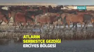 N Hayat... Atçılık kültürü ve “fotosafari”