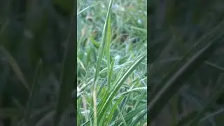 Mass invasion of ladybirds