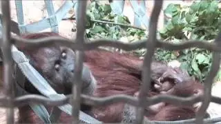 Denver Zoo Helps Orangutan Mother With New Infant