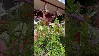 Я прибегу к тебе, за тысячу вёрст #цветы #gardenflowers #растения #gardenplants #шортс