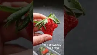 Strawberry Nose 👃