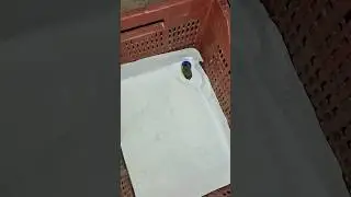 cute si chidiya 😊🥰😍#the#viral#video