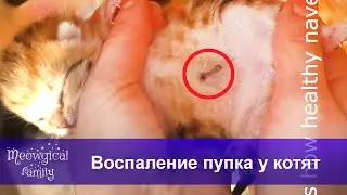 Как лечить воспаление пупка у котят?