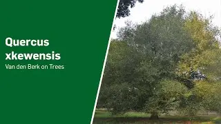 Quercus xkewensis - Van den Berk on Trees
