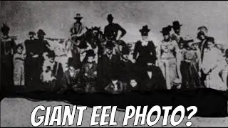 The Lost Giant Eel Photo Has Been Found