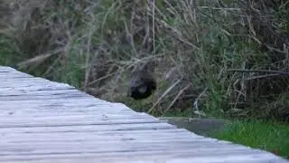 American Gallinule