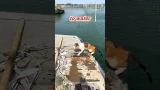 Bet You Didn’t Know: Cats Are Swim Champs!
