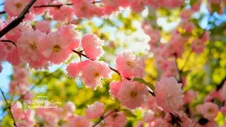 The Breath Of Spring 🌸 AMAZING MUSIC & NATURE • 