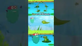 मेंढक का जीवन चक्र | Life Cycle Of A Frog In Hindi | Binocs Ki Duniya 