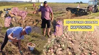 Почали копати картоплю. Скільки дали 10 соток врожаю !?
