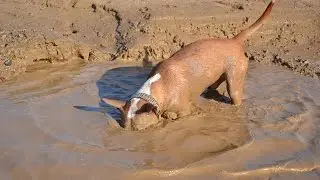 Bullterrier Schlammbad // Micky