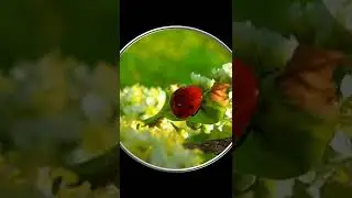 #Shorts Божья Коровка на Цветке. Красивое Видео с Божьей Коровкой. Шортс Видео Shorts Насекомые