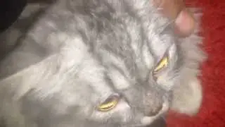 about cats|cute cat |my Epic Funny Cat|NEW 2015 Funny Cats,Sweet Kittens