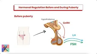 Understanding Estrogen and Progesterone – Key Female Sex Hormones