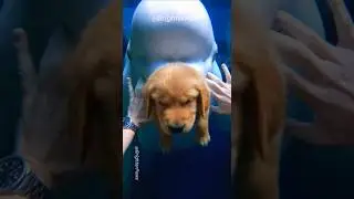 Dad Risks Life Dives into Aquarium For a Puppy!❤️ 