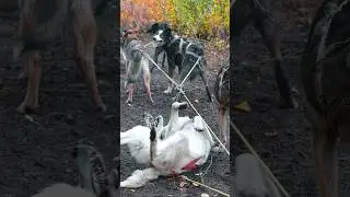 Snowless dog sledding 🐕🐾 