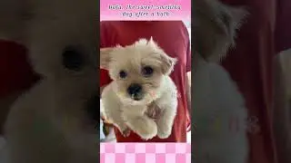 Dafu, the sweet smelling dog after a bath｜#dog #dogs #dogshorts #shorts #shortvideo #pets #petlover