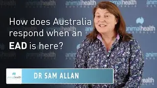 How does Australia respond when an EAD is here