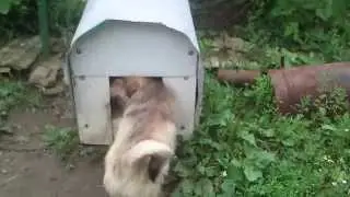 приколы с собакми ,милые собачки