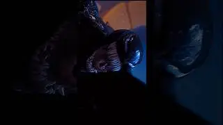 Venom edit 😈😈🔥🔥💢💯💯#shorts#ytshorts #mcu#venom#avengers